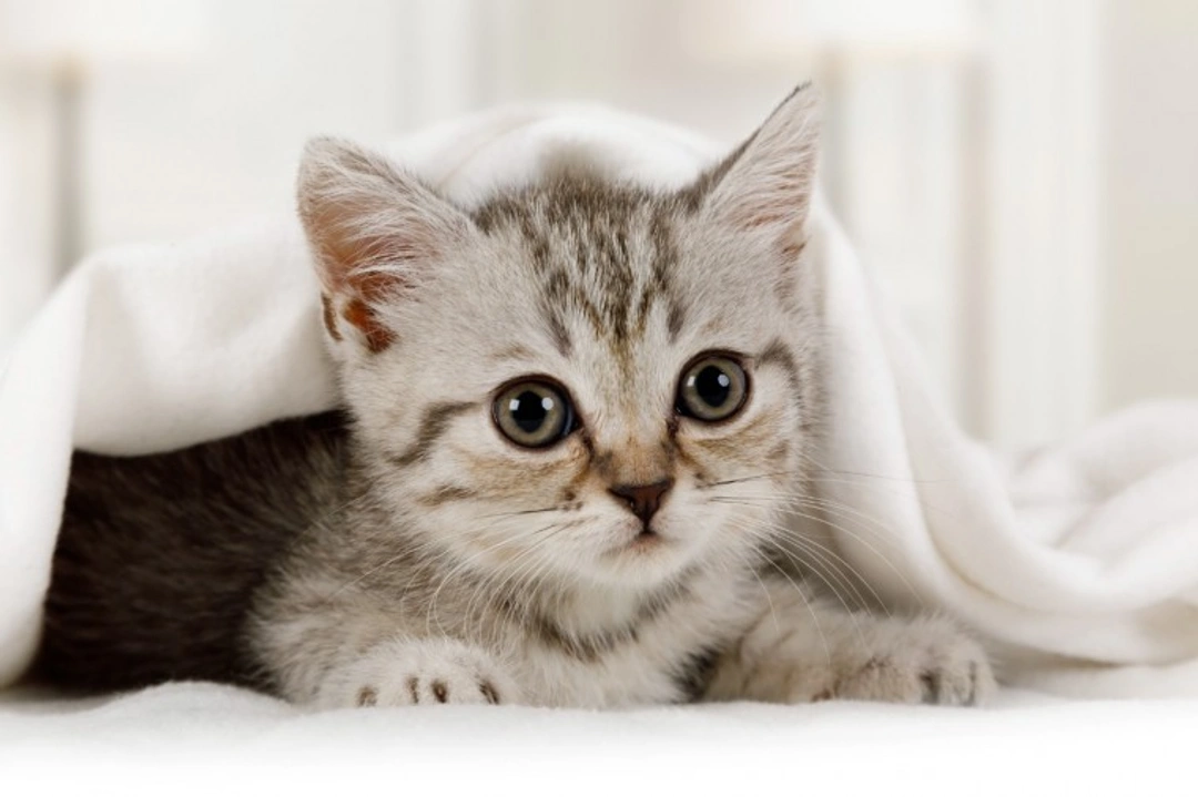 10 Essential Topics Before Buying or Adopting a Kitten