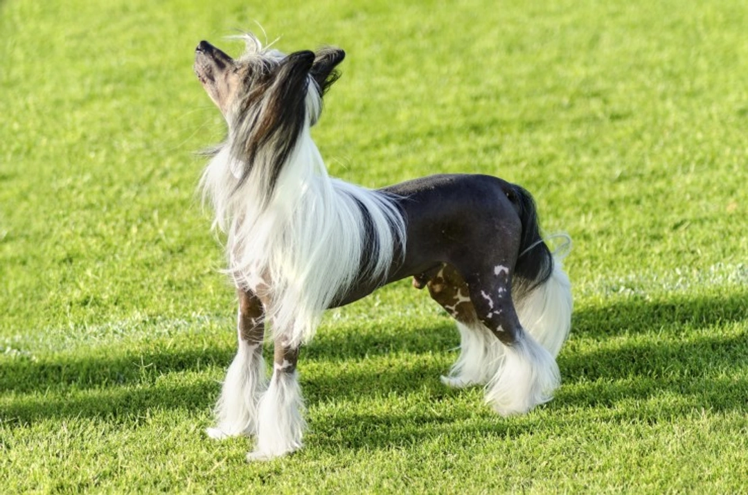 How to Care for a Chinese Crested's Skin: Essential Tips