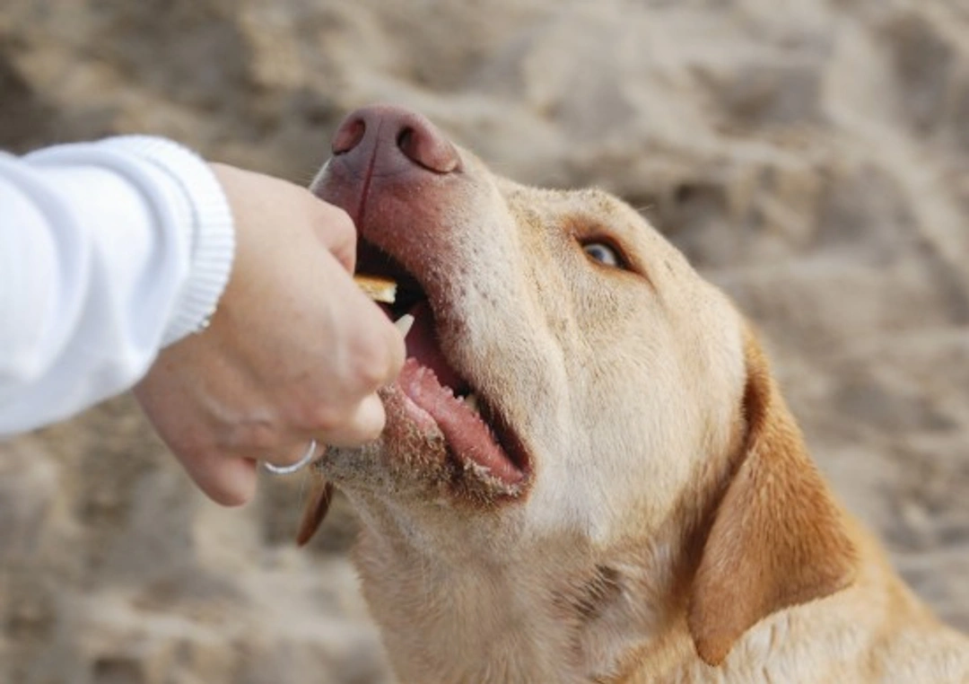 10 Healthier Substitutes for Popular Dog Treats