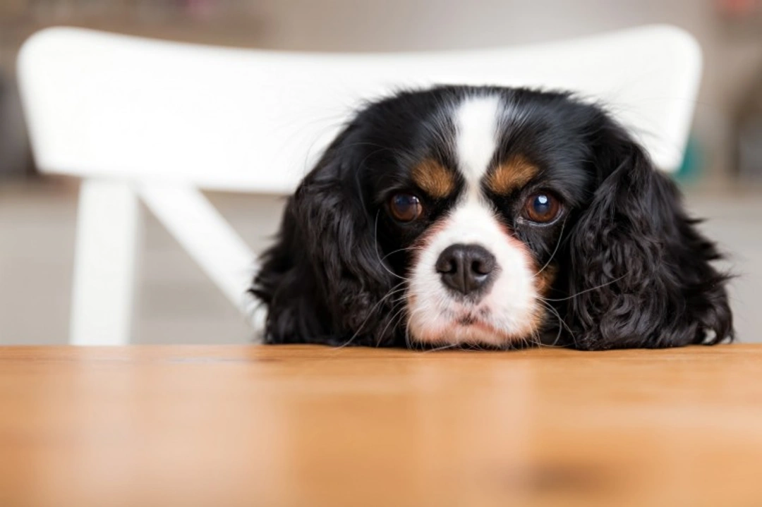 5 Surprising Xylitol Sources That Could Harm Your Dog