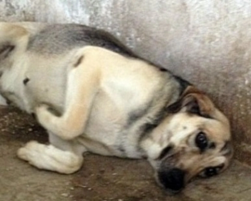 Adozioni cani: la storia di Paciocca, un nome, un programma