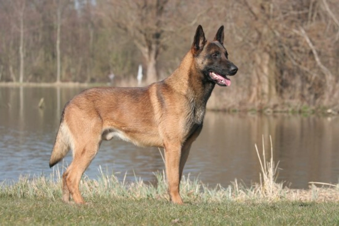 Common Health Issues in the Belgian Shepherd Dog