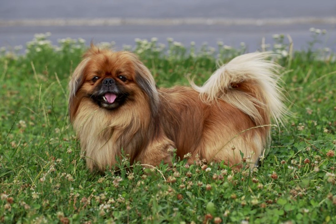 Amblyopia in Pekingese & Brachycephalic Dog Breeds Explained