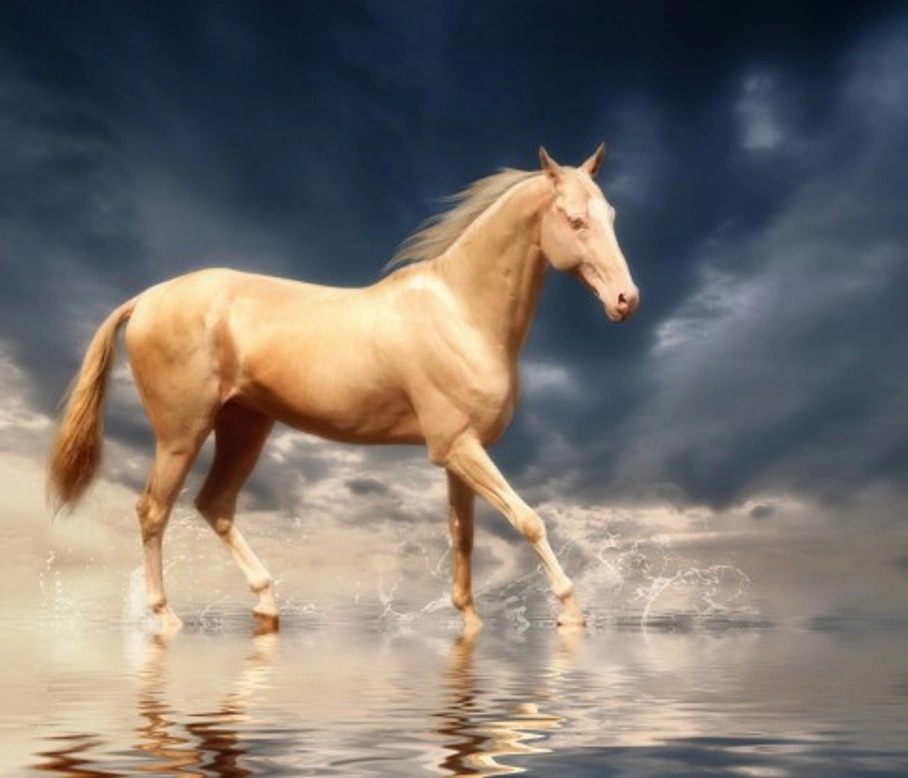 Akhal-Teke: The Magnificent Iridescent Horse Breed
