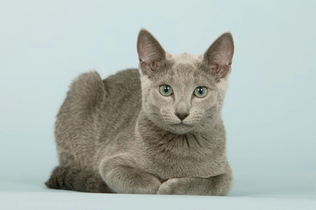 5 Fascinating Facts About the Russian Blue Cat Breed