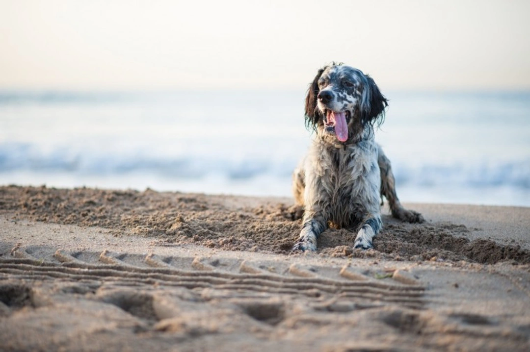 Is it dangerous if a dog swallows or eats sand?