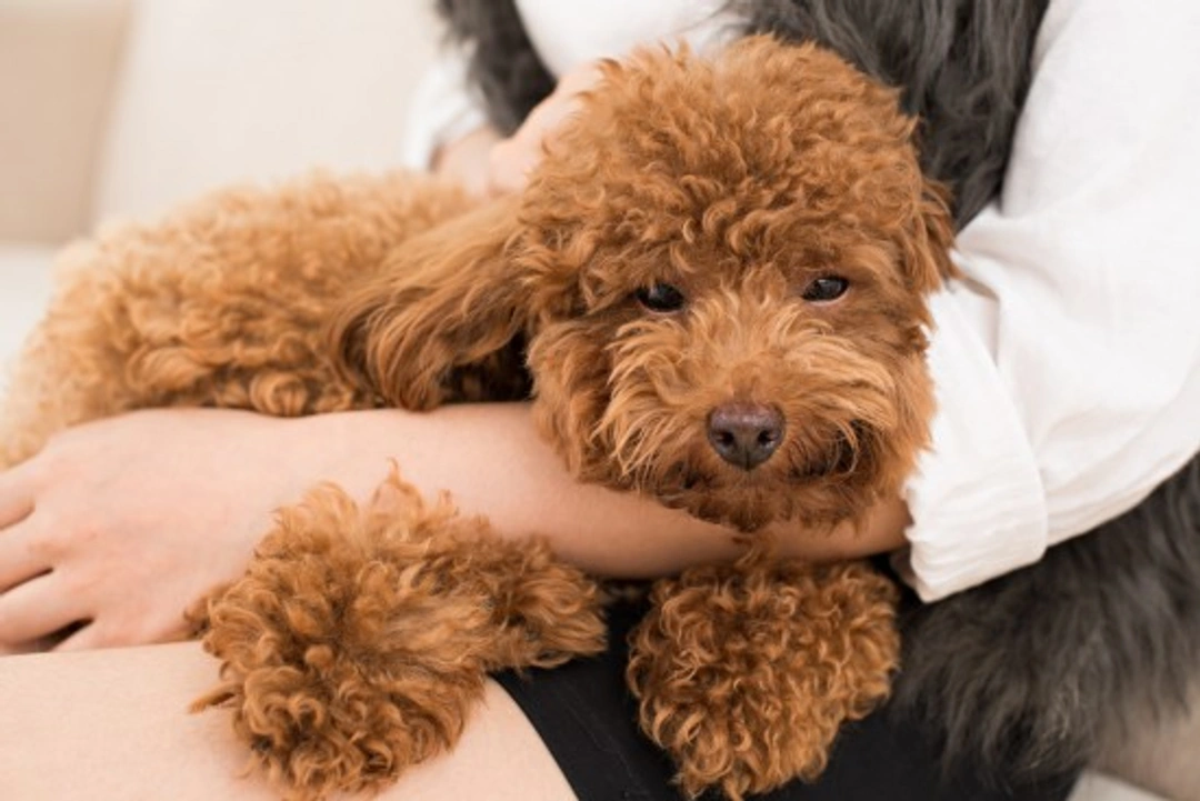 6 Great Rewards For Your Dog: Top Positive Reinforcements