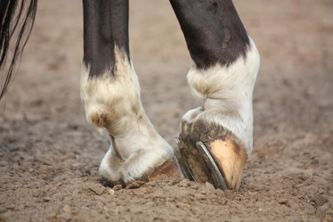 Equine Hoof Shape & Lameness: Key Insights from New Research