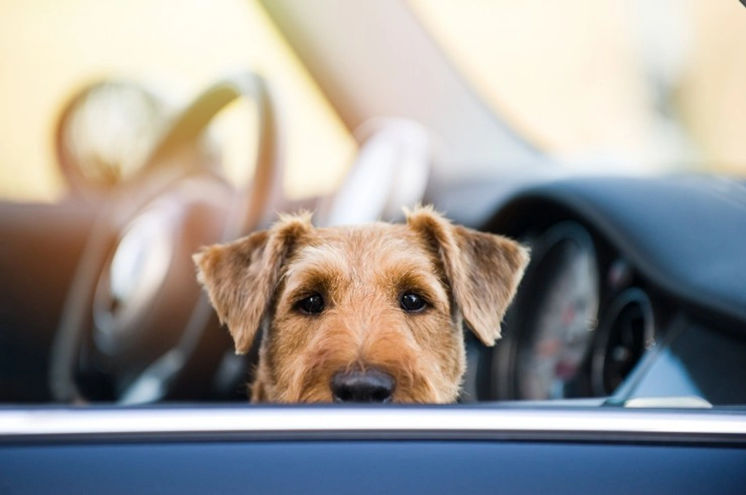 Why Hot Cars Pose Major Risks to Dogs in Summer