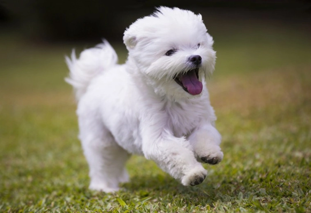 10 Key Facts About Maltese Dogs Before Buying