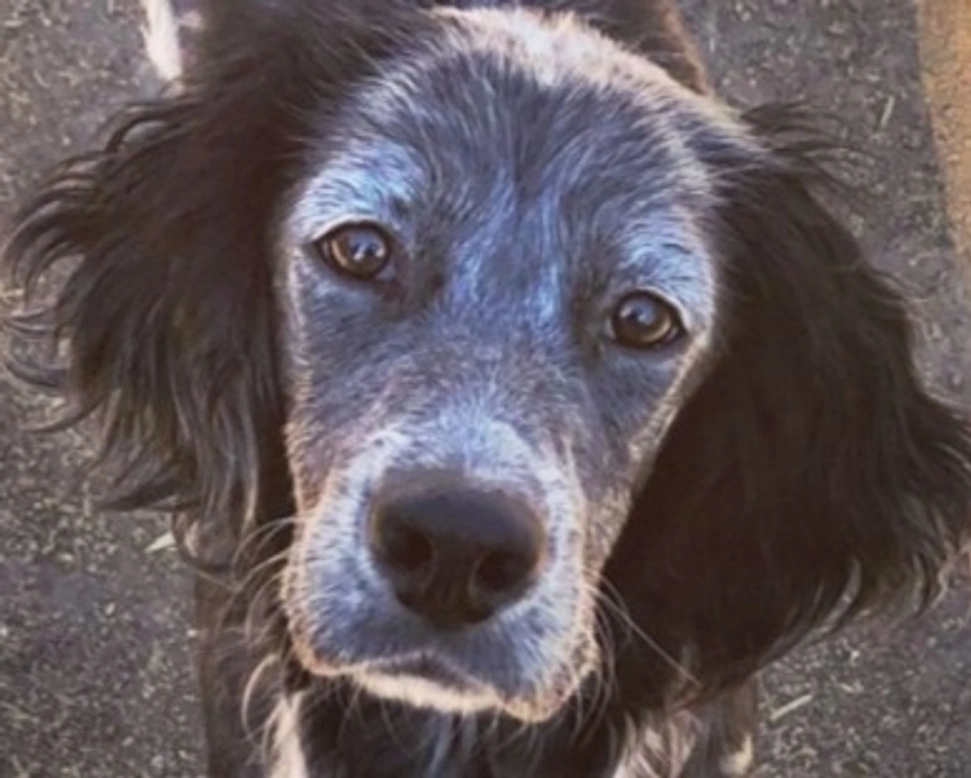 Adozioni cani: la storia di Linfa, stupenda Setter Inglese