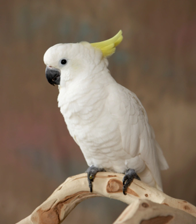La cacatúa como pájaro de compañía