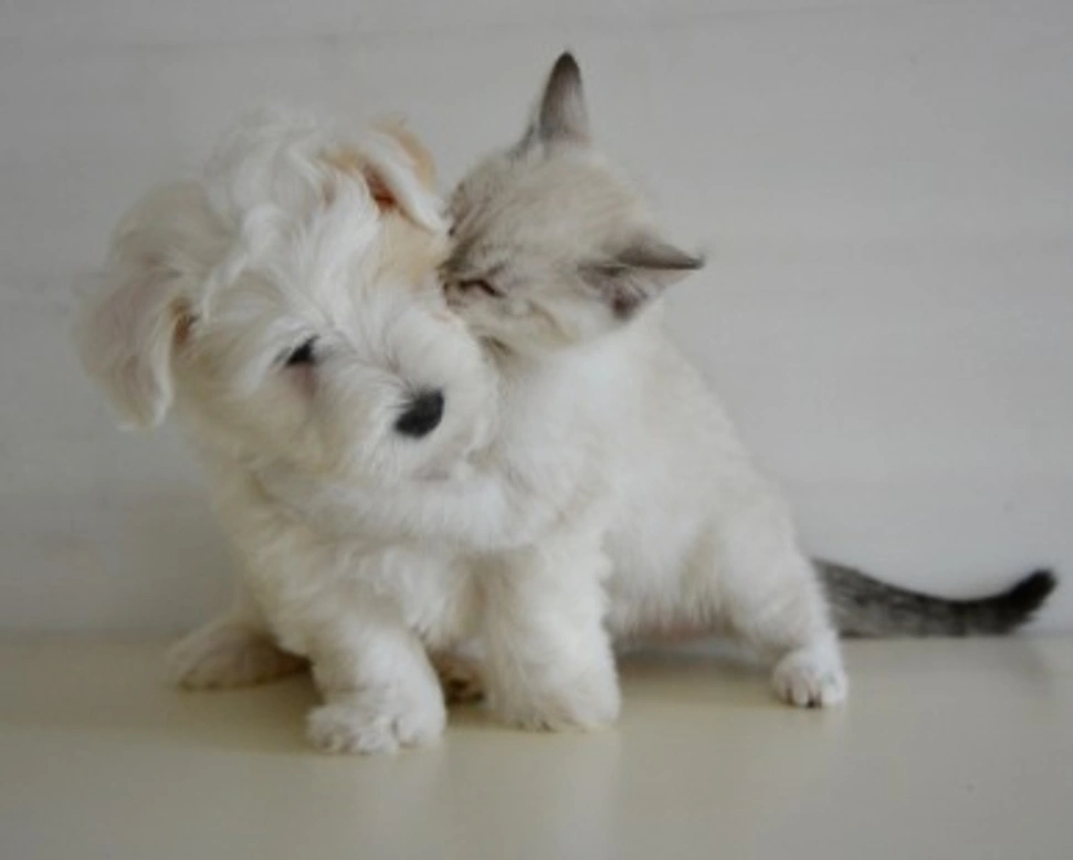 Adotta un animale domestico in Sardegna