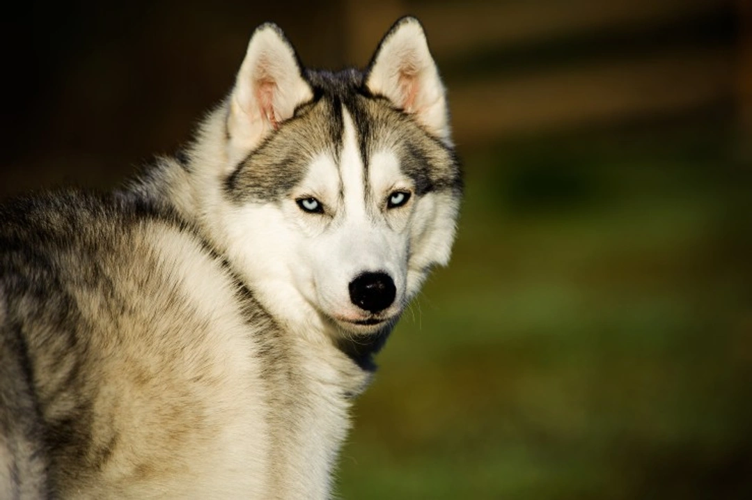 8 Fascinating Differences Between Wolves and Dogs