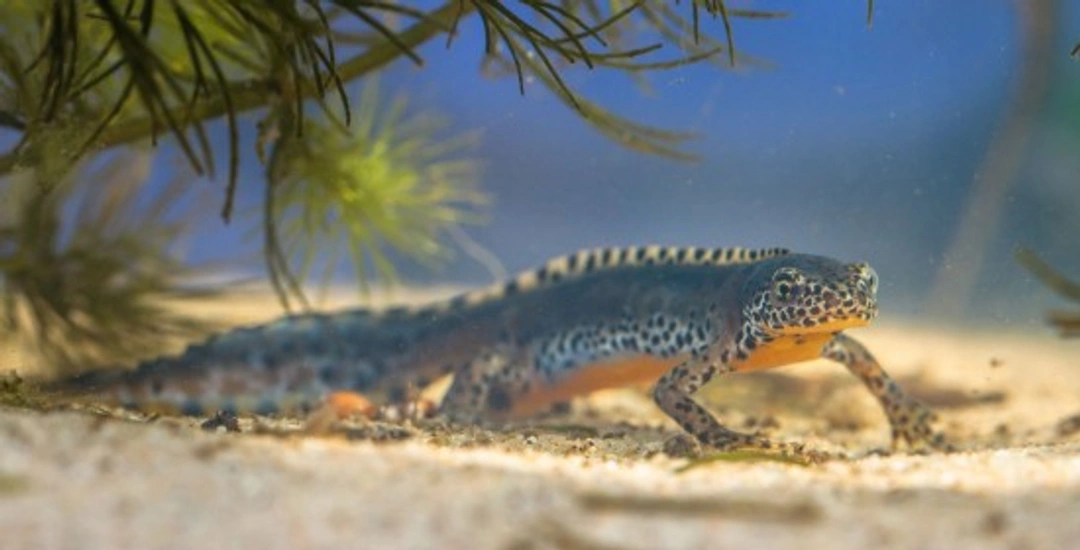 Keeping a Newt: Complete Care Guide for Newt Pets