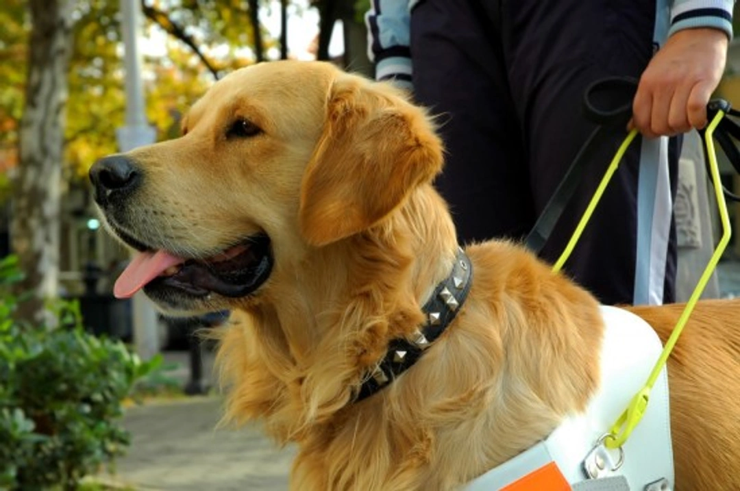 Service and Assistance Dogs: Roles and Training in the UK