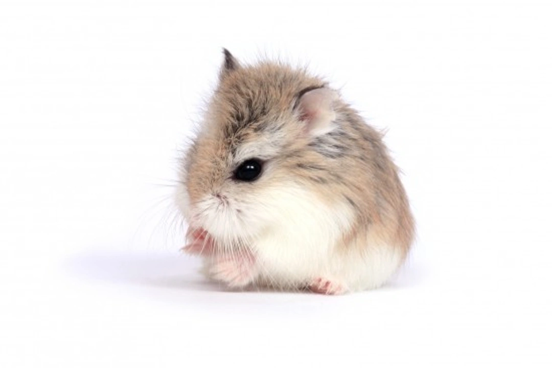 Russian Dwarf Hamster Lifespan & Care: Complete Guide
