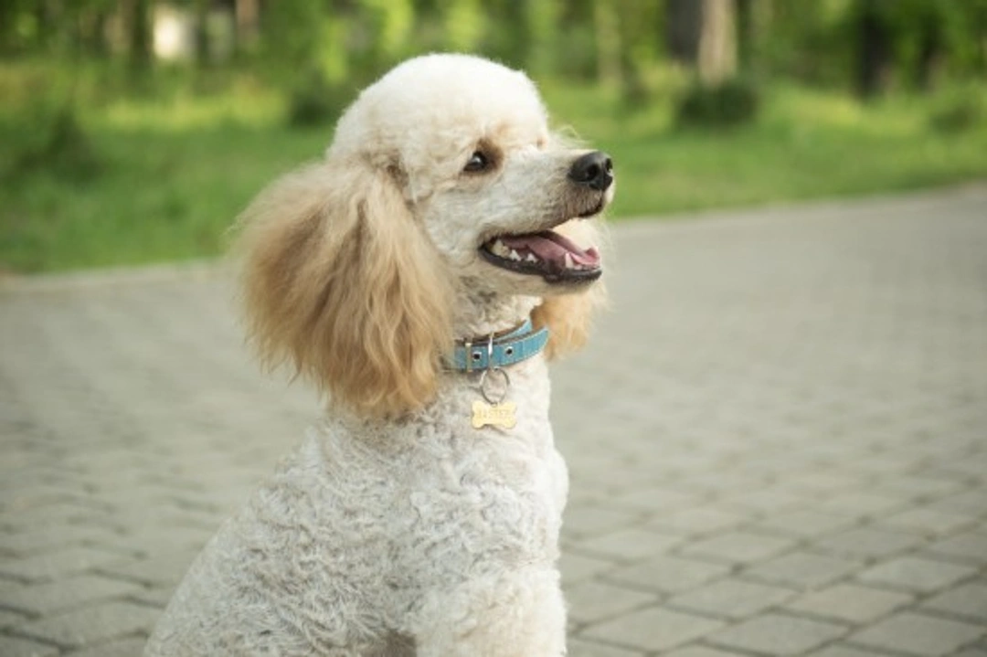 All About the Noble Poodle: History, Types and Care