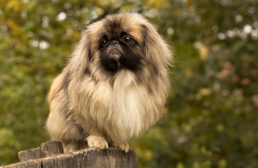 Pekingese hereditary health and recommended testing