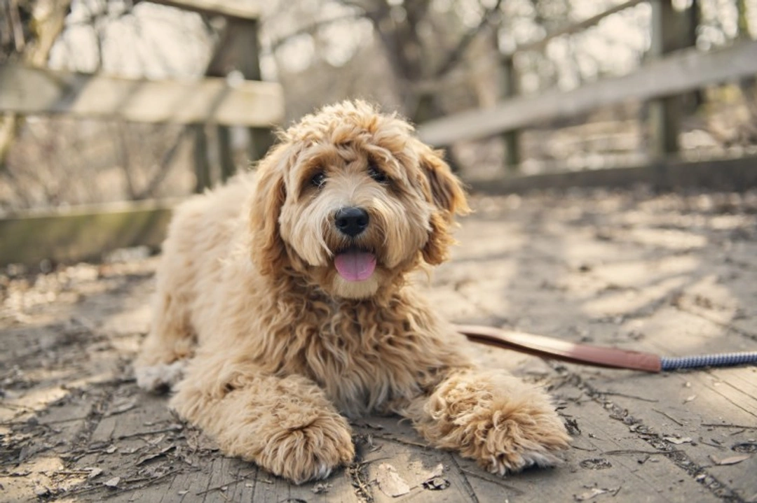 10 Things to Know About Labradoodles Before You Buy
