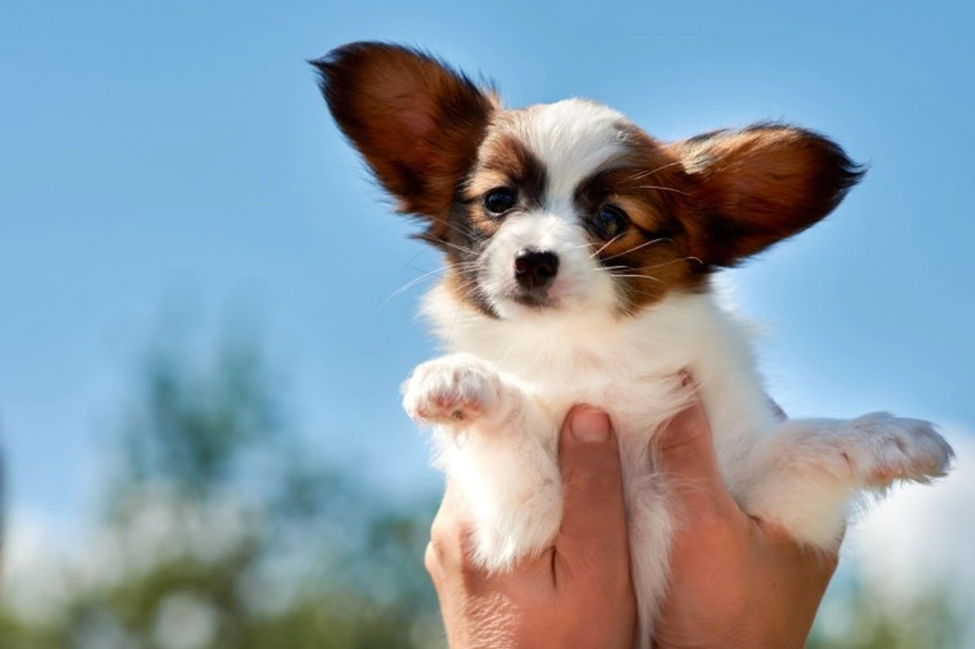 Frequently asked questions about kennel cough in dogs