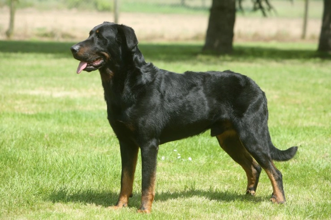 Common Health Issues in Beauceron Dogs