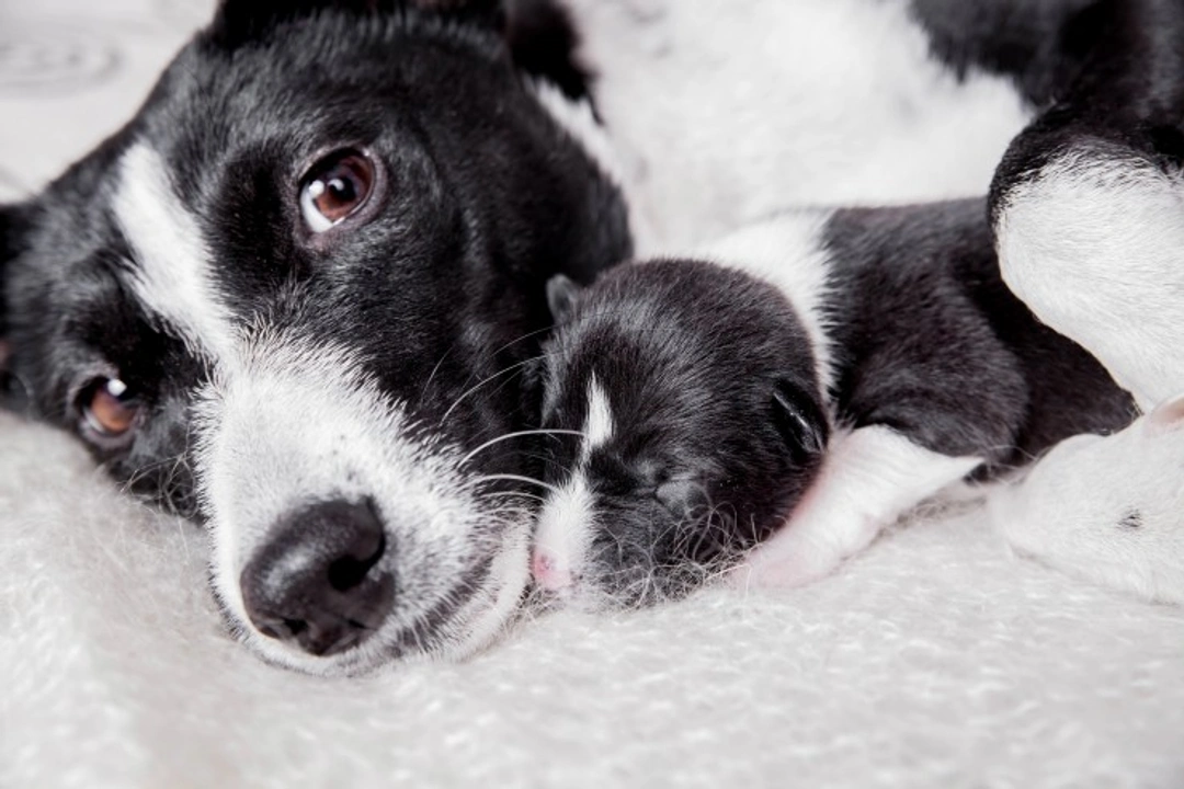 Can Puppies Be Born with Worms? Causes & Treatment Guide