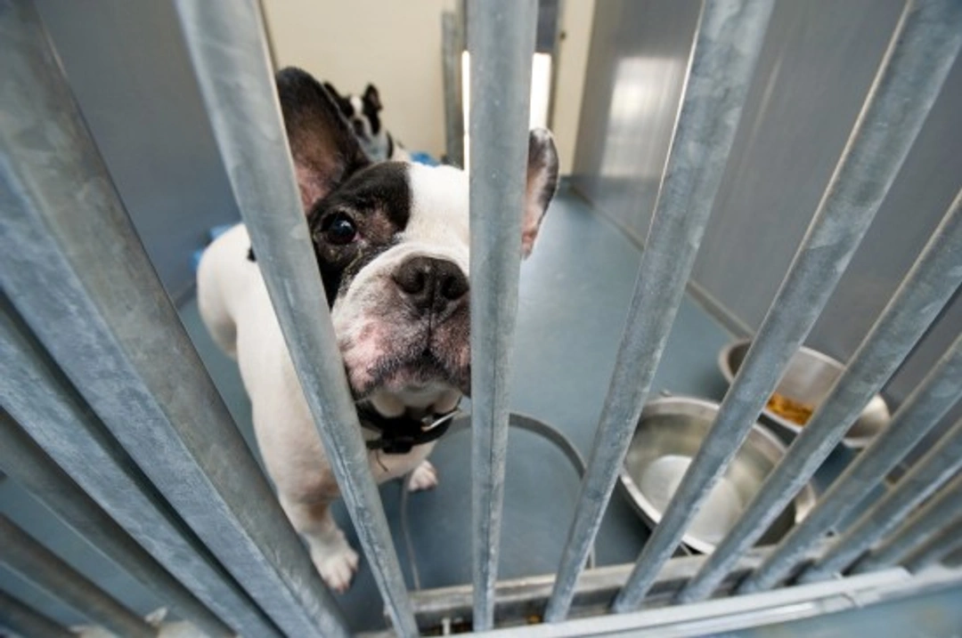 Tackling Behavioural Problems in Adopted Dogs: Support and Solutions