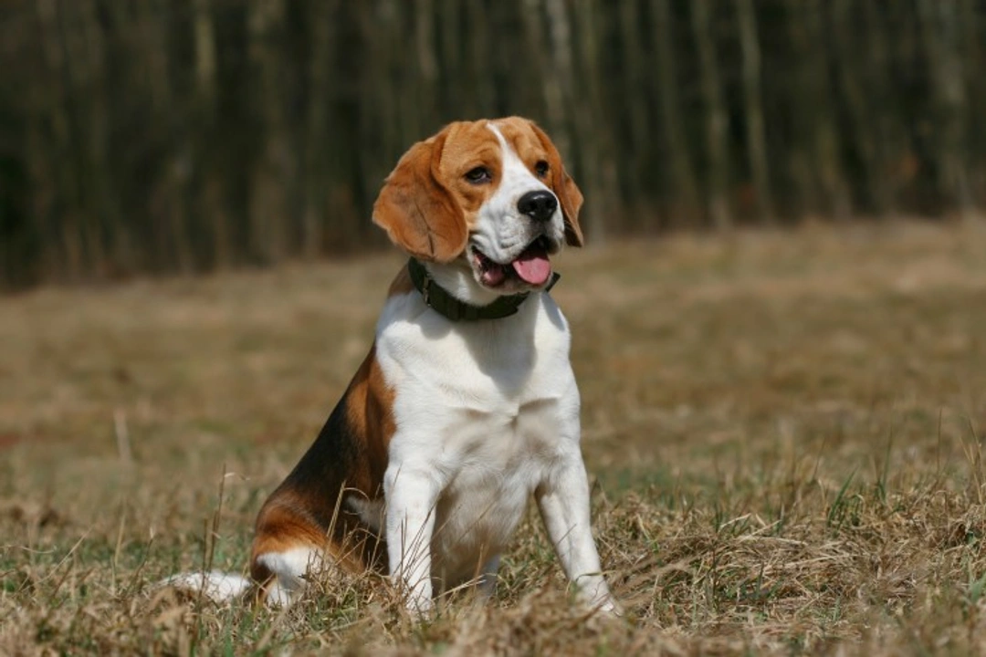 Lumbar vertebral subluxation in Beagles: Symptoms & Treatment
