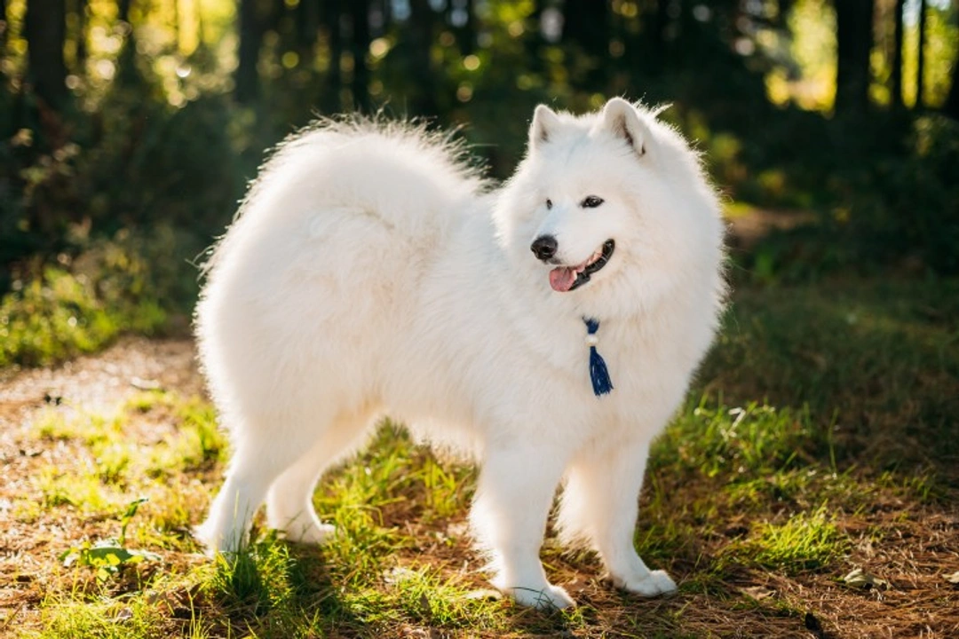 Hereditary nephritis: Samoyed hereditary glomerulopathy testing
