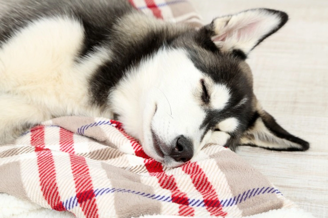 Common Canine Sleep Disorders and Treatments Explained