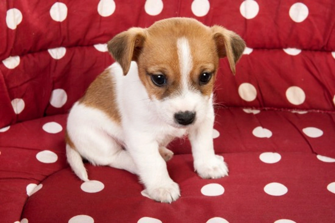 Puppy Toilet Training: Step-by-Step Guide for Success