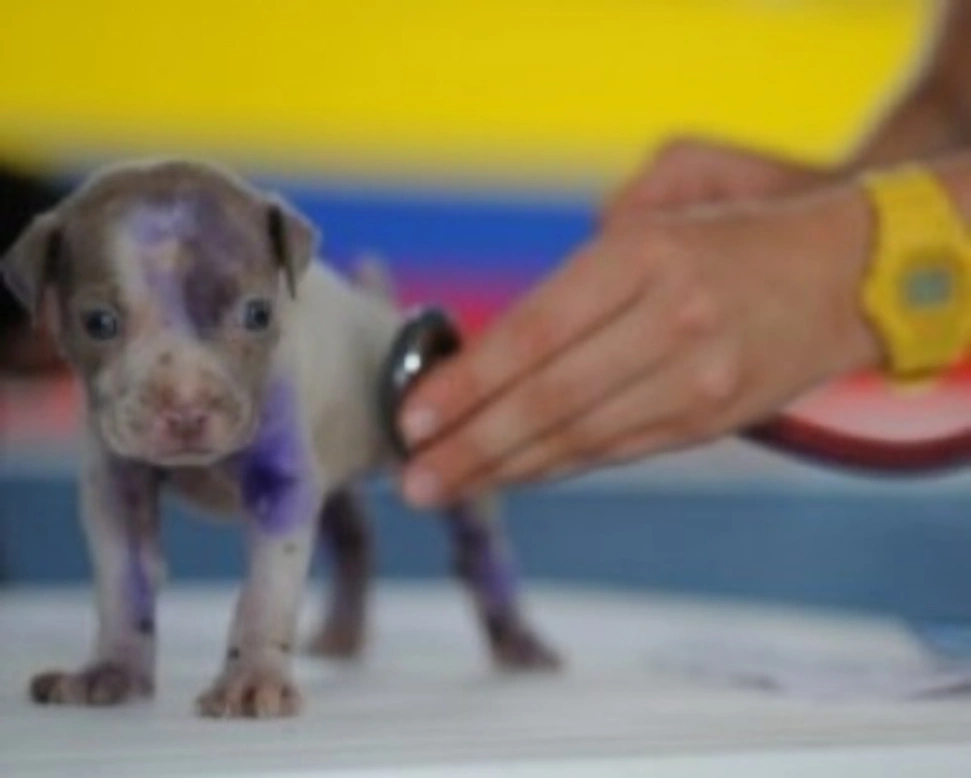 Cuccioli da adottare: i controlli veterinari