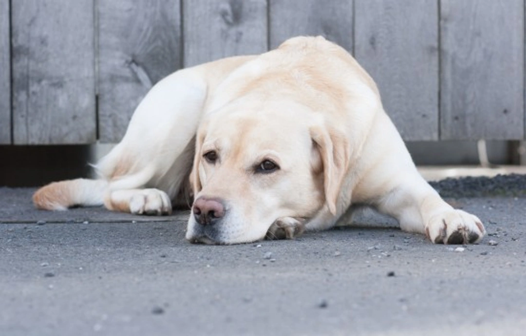 10 Early Signs of Canine Cancer to Recognise and Act On