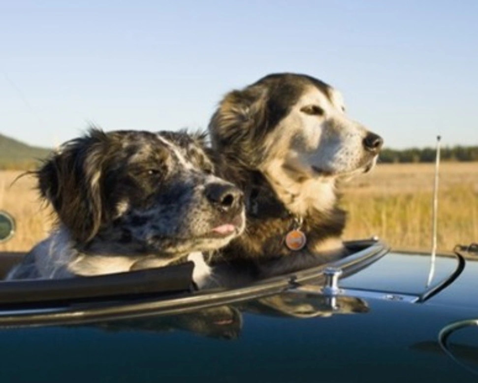 Trasporto Animali da Compagnia trova la soluzione giusta!