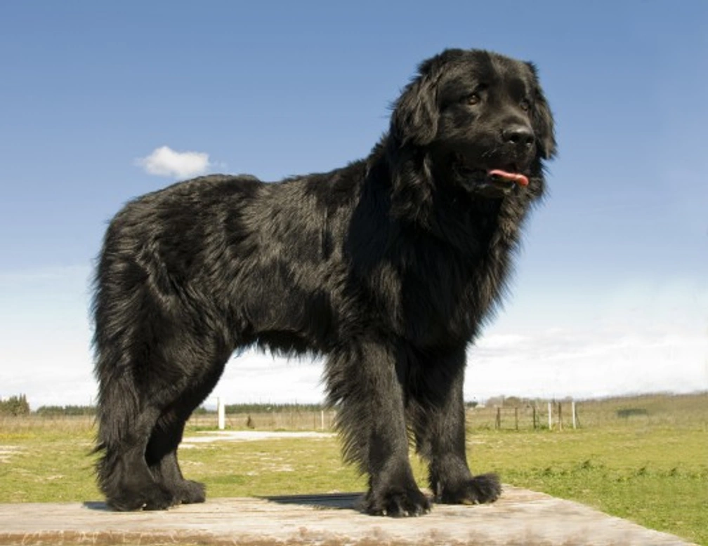 The Large and Lovely Newfoundland Dog: Gentle Giant Guide