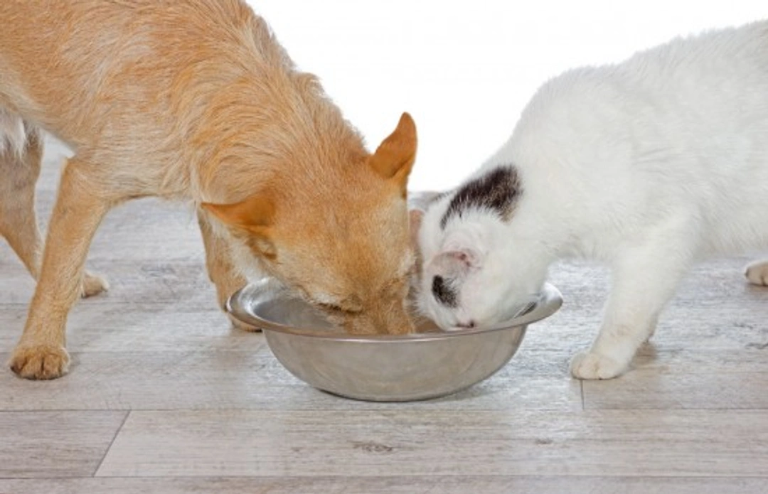 How to feed individual diets in a multi-pet household