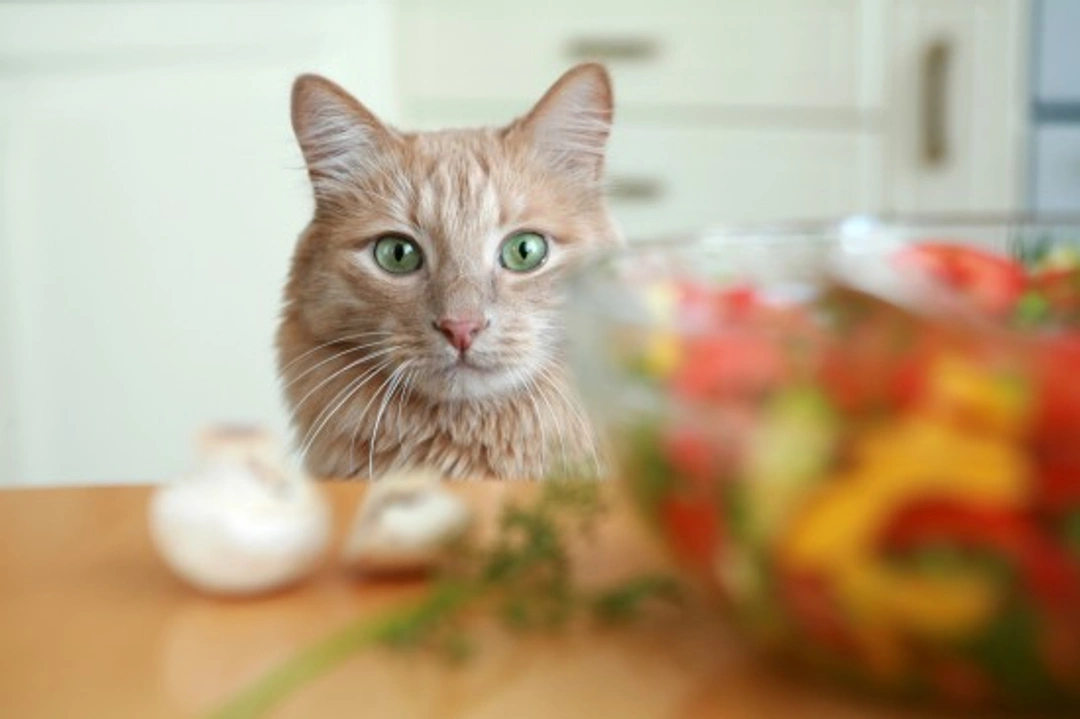 Can Cats Thrive on a Vegan Diet? Expert Insights