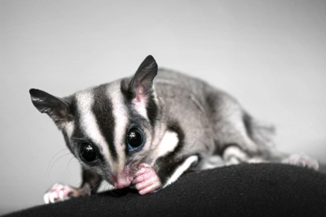 Do Sugar Gliders Make Good Pets? Expert Care Tips