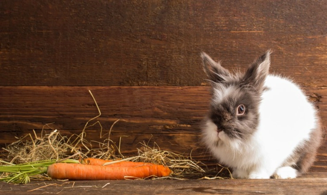 Foods Poisonous or Dangerous for Rabbits: Key Facts 2025