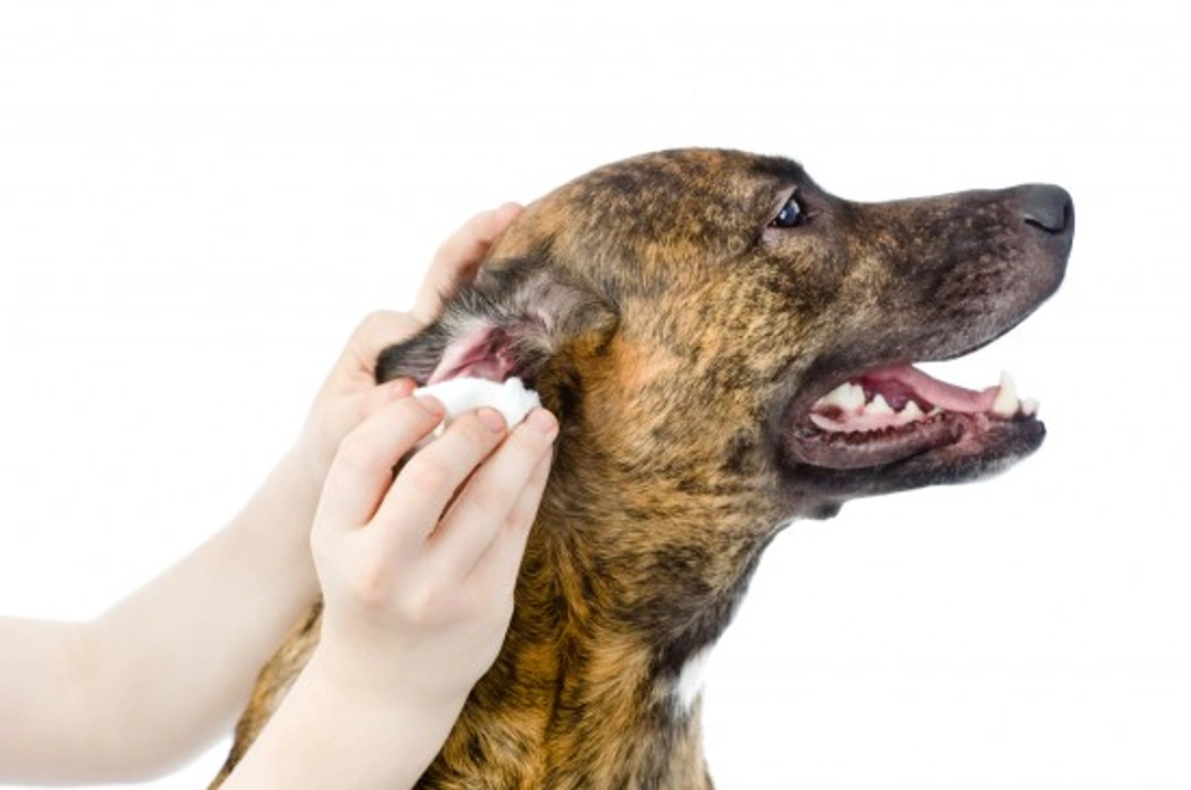 How to Clean Your Dog’s Ears: Step-by-Step Guide
