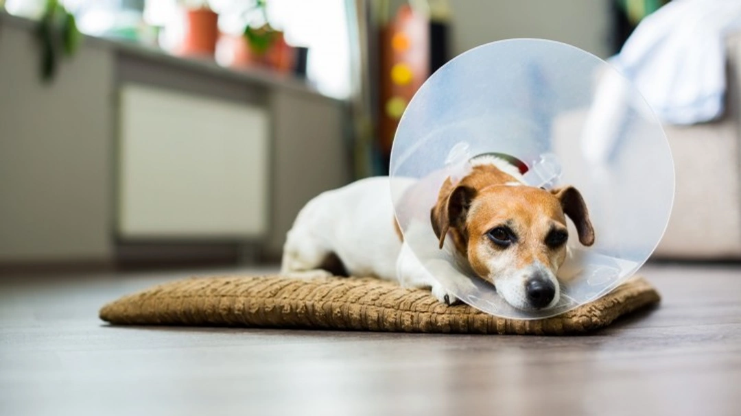 How to Care for a Dog After Neutering: Complete Guide