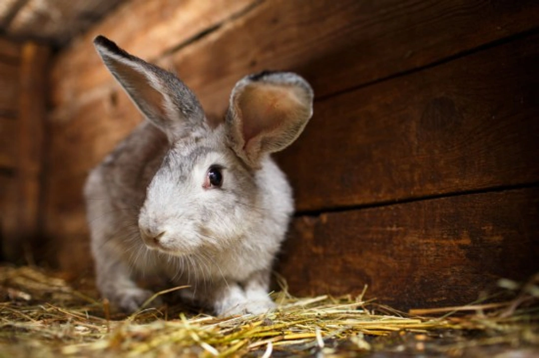A hutch is not enough: Why rabbits need more than a hutch