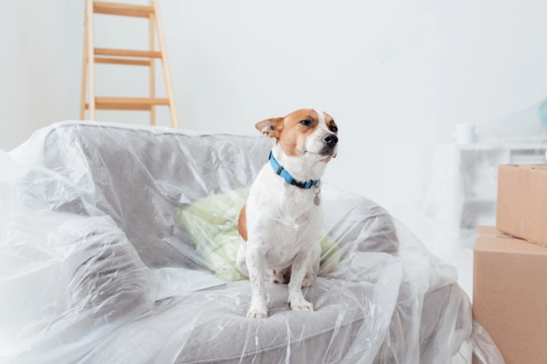 How to manage your dog safely during home renovations