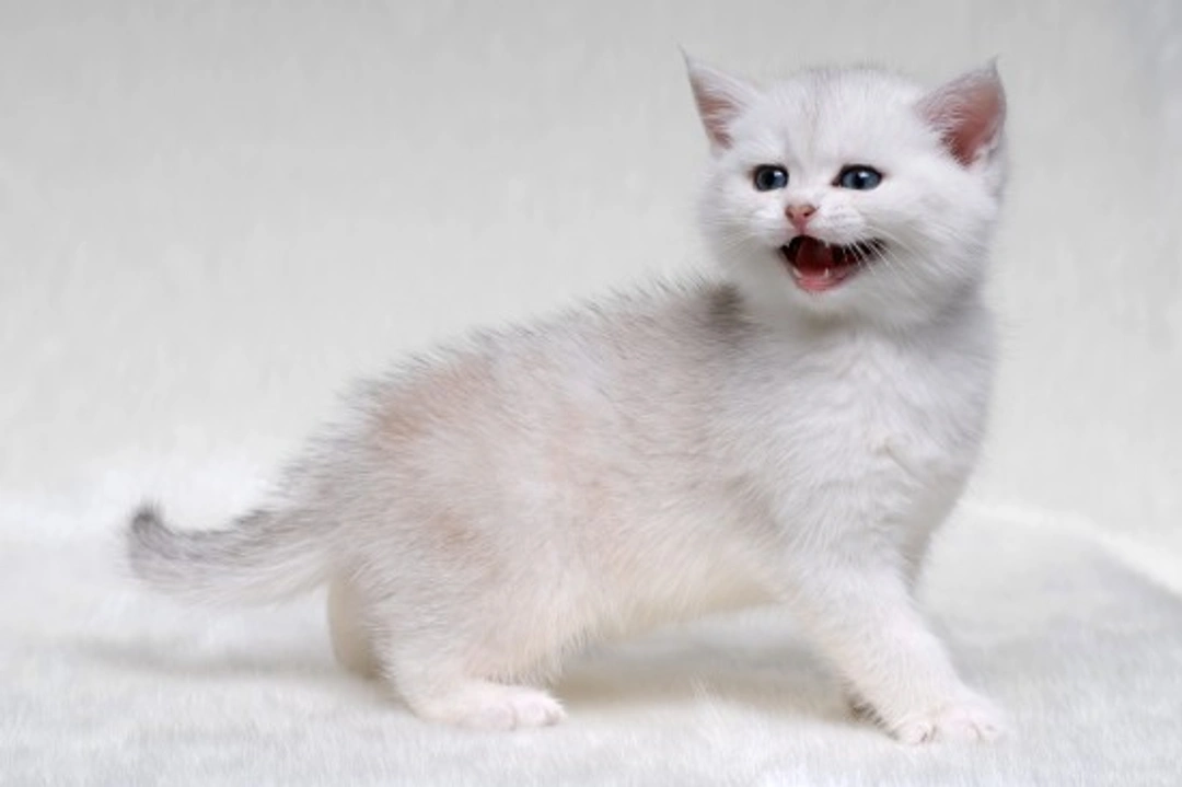 How to Raise a Confident Kitten: Essential Socialisation Guide