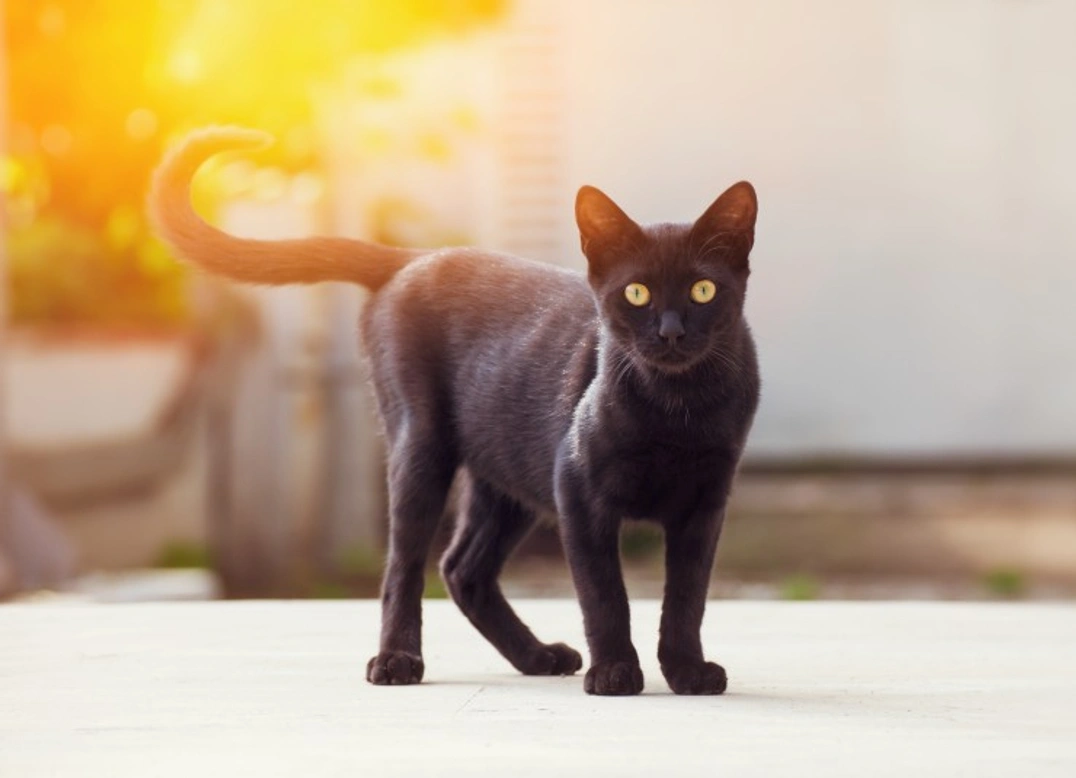 Spinal Issues in Cats: Causes, Diagnosis & Care Guide