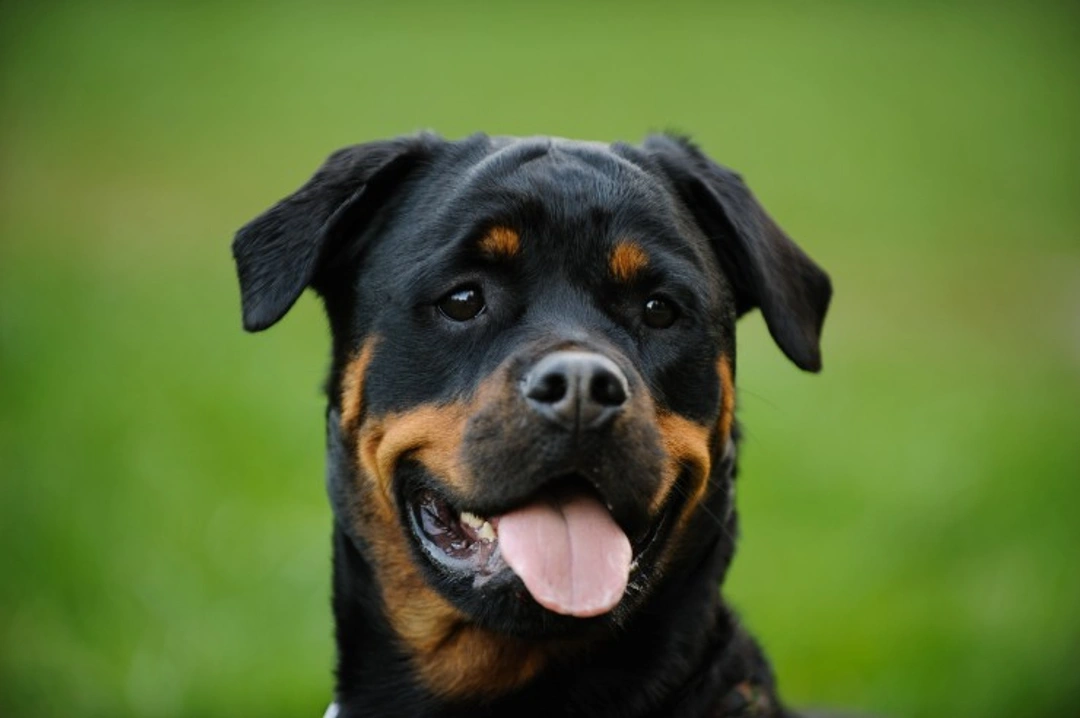 Dog Cataracts: Symptoms, Causes & Treatments