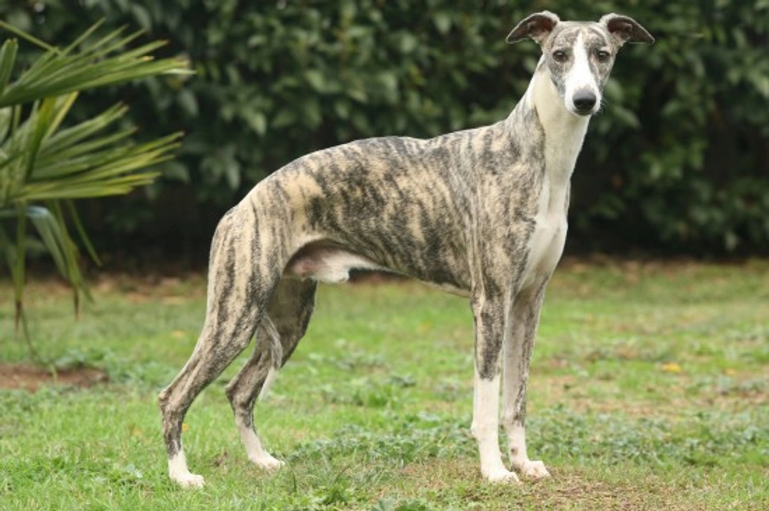 Whippet Care and Temperament: What You Need to Know