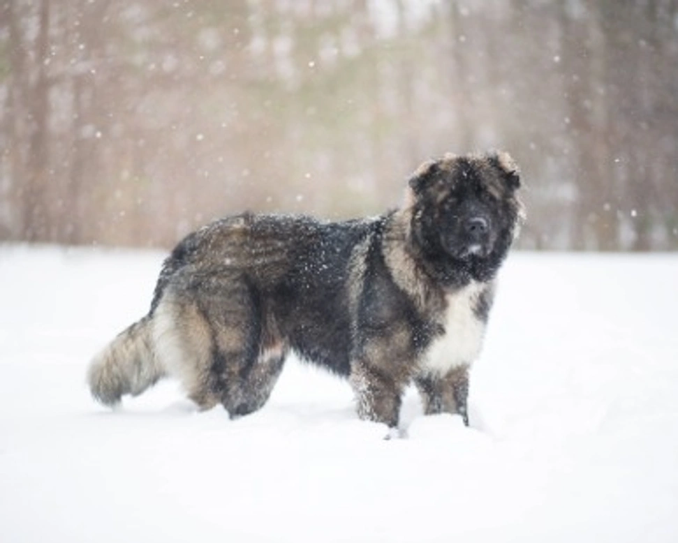Pastore del Caucaso: storia e origini di questa razza