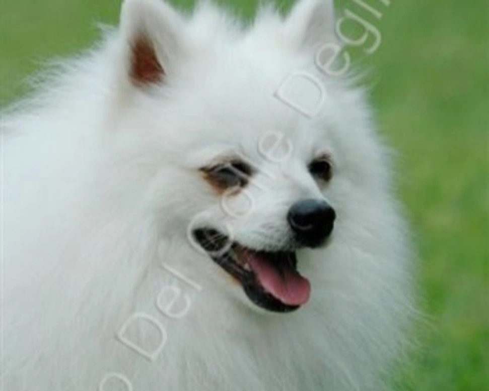 Volpino Italiano: descrizione, origini e caratteristiche